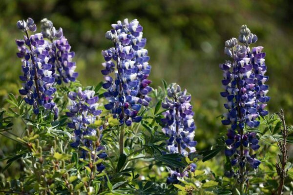 Perennial Care