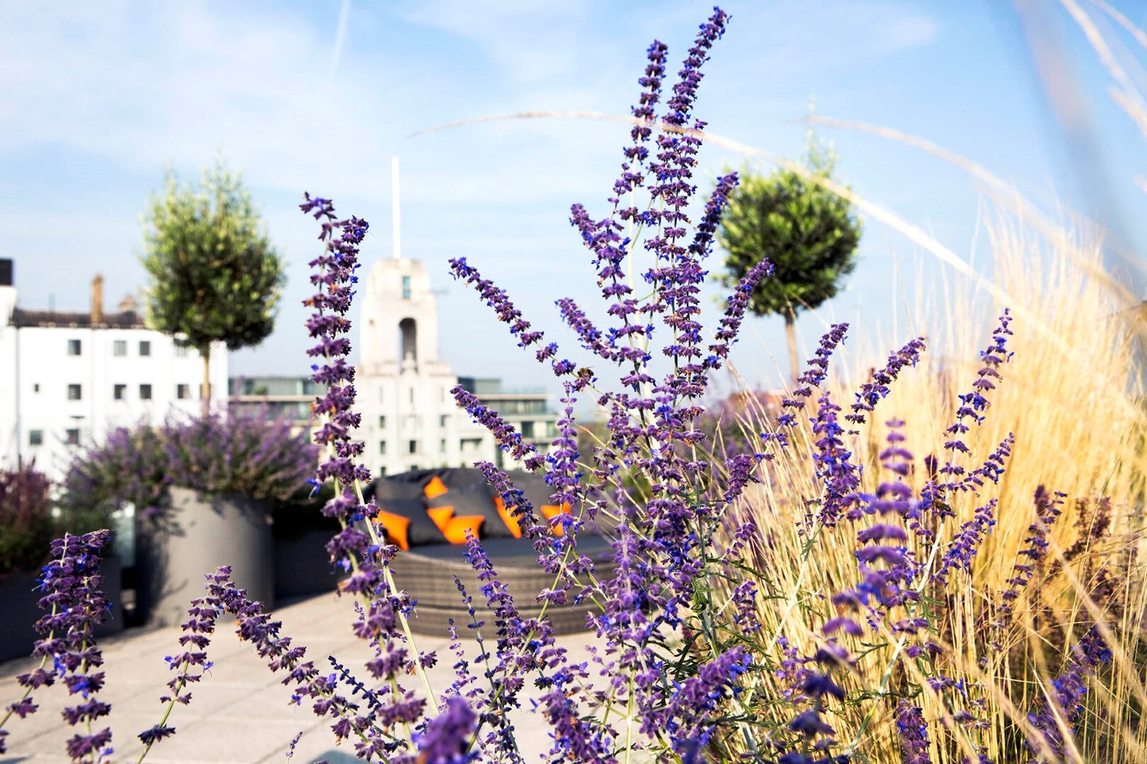 Fragrant Plants For Gardens In Summer