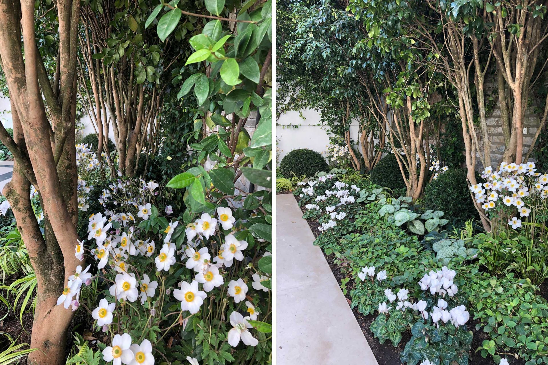 Green bushes and white flowers - Roof Terrace in London