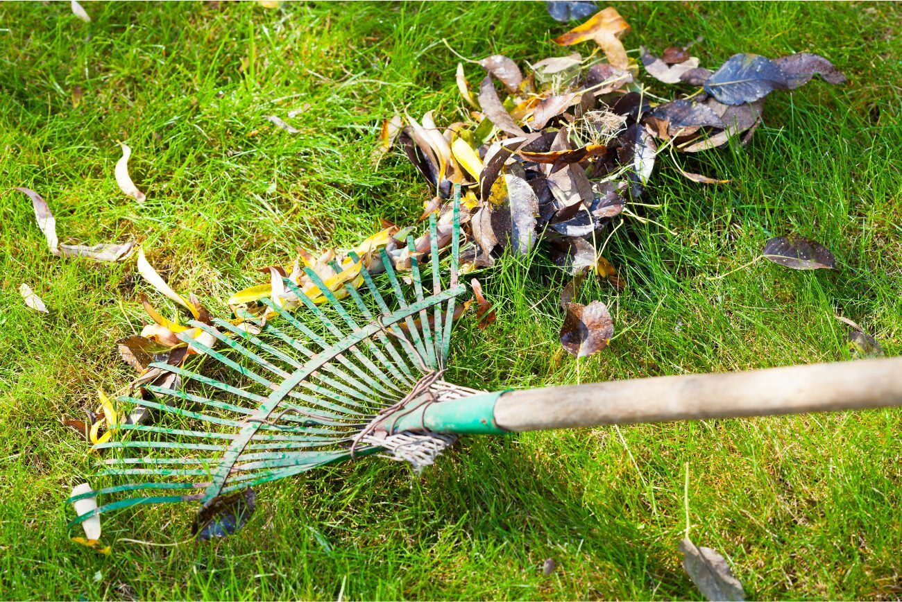 Autumn Lawn Care: Full Guide