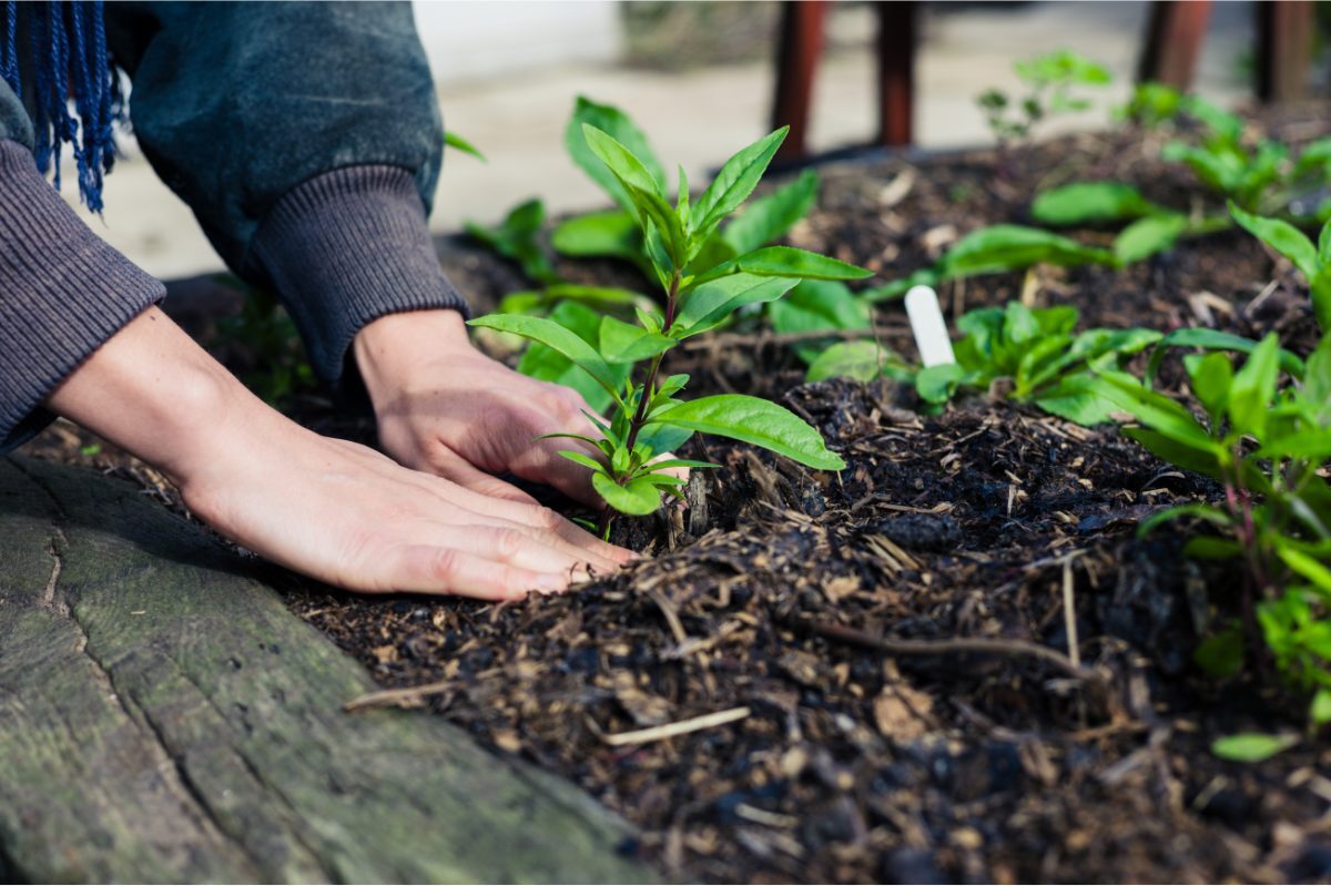 What Can You Plant in Autumn?