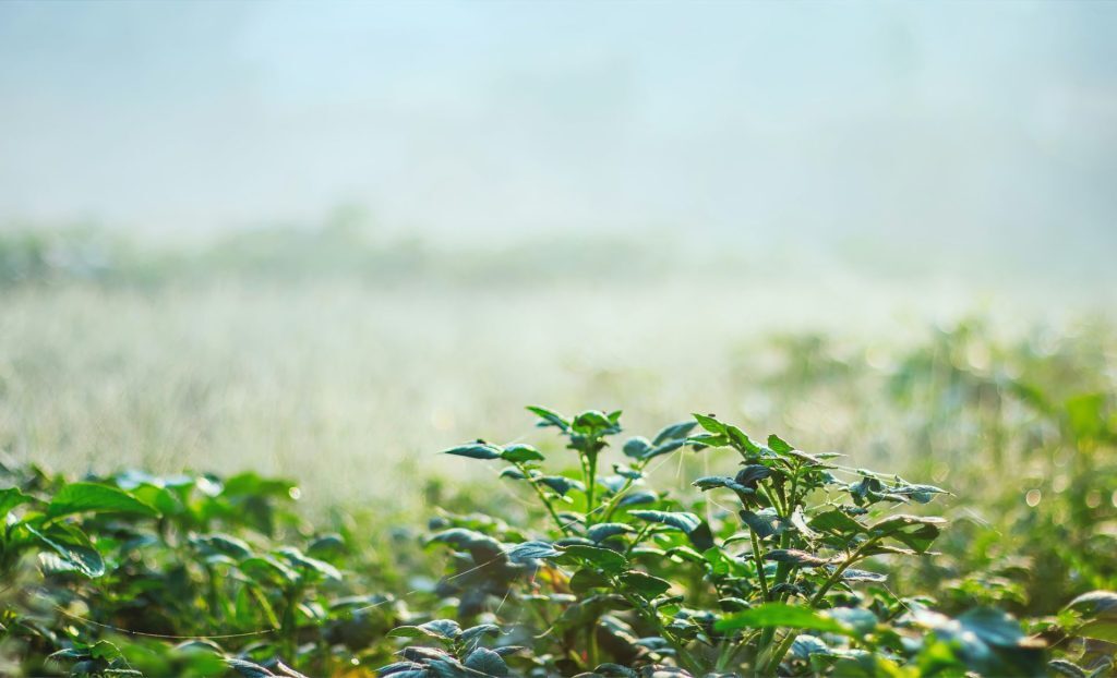irrigation systems for London gardens, Town & Country Gardens