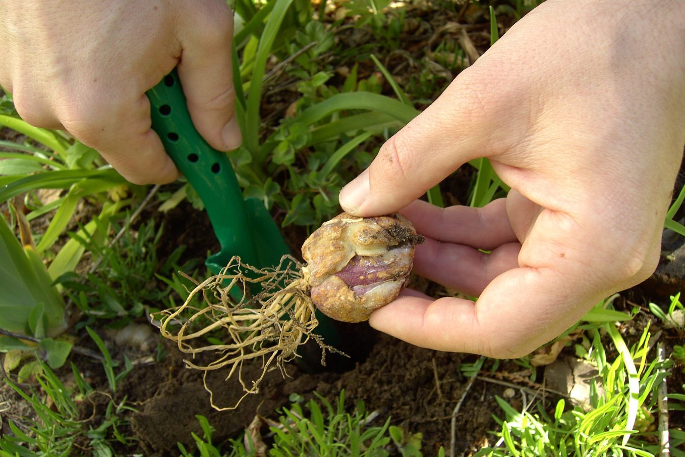 How to Prepare Your Soil for Flower Bulb Planting