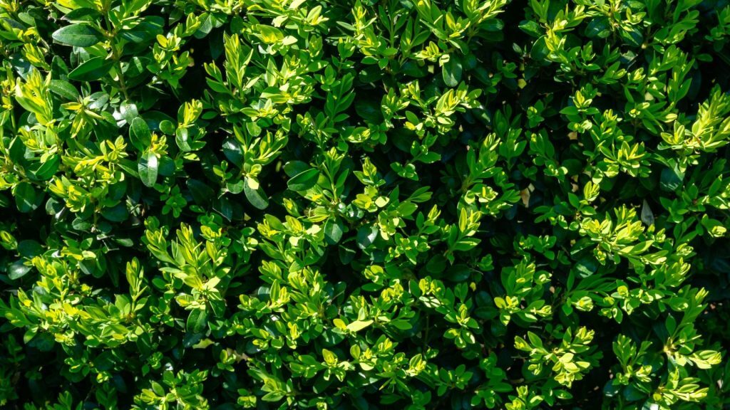 Buxus Care Guide and Tips - how to prune buxus