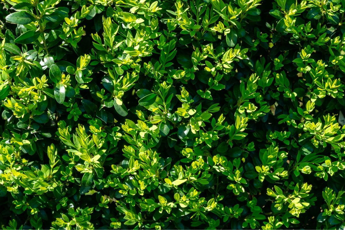 Buxus Care Guide and Tips