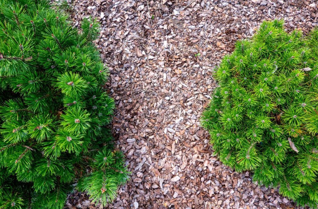 Winter Mulching: Your Complete Guide