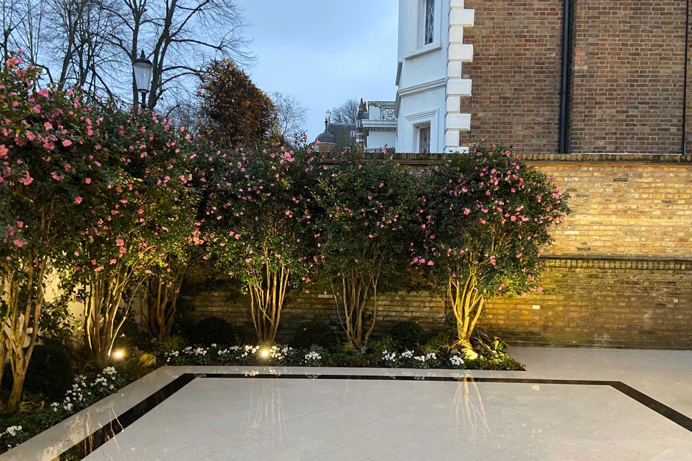 Pink flowers on bush