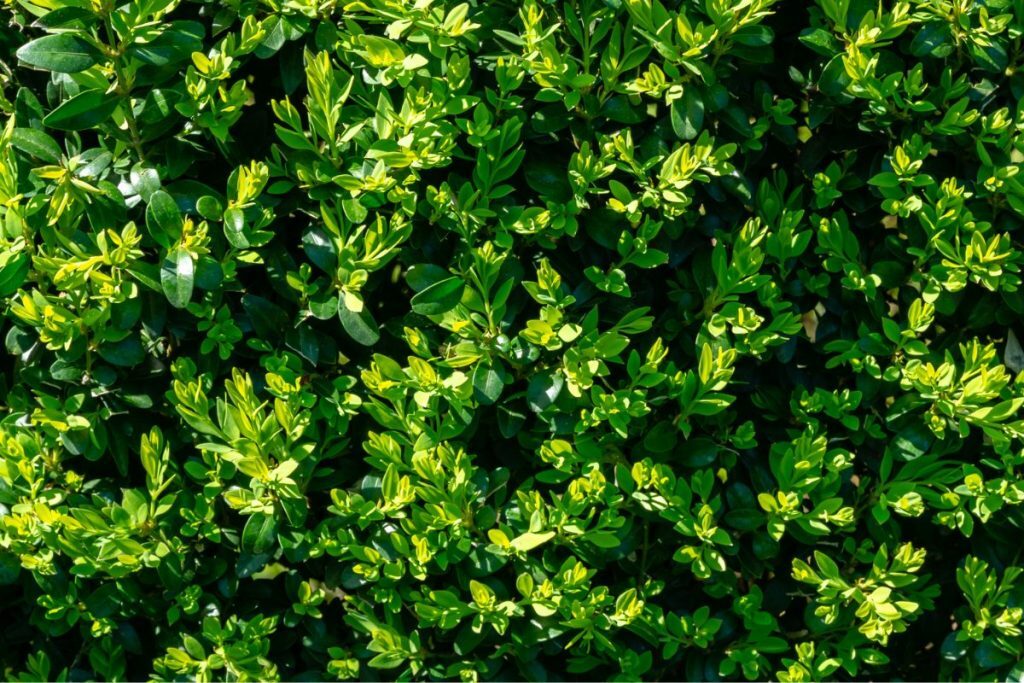 Buxus Care Guide and Tips