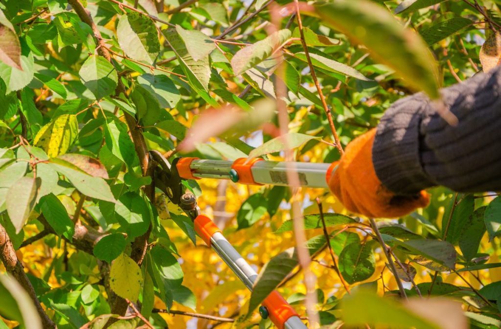 A Short Guide to Winter Pruning for Fruit Trees. - How to prune fruit trees