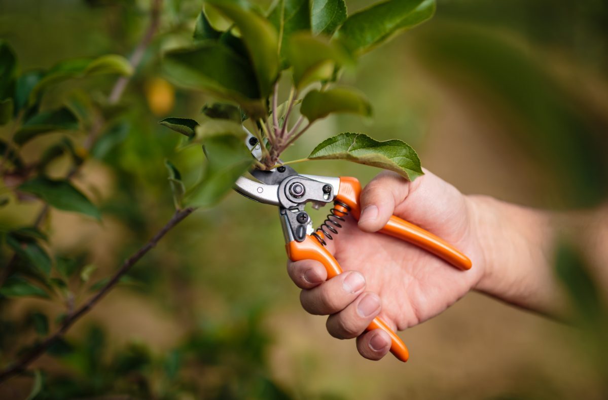 Spring Pruning