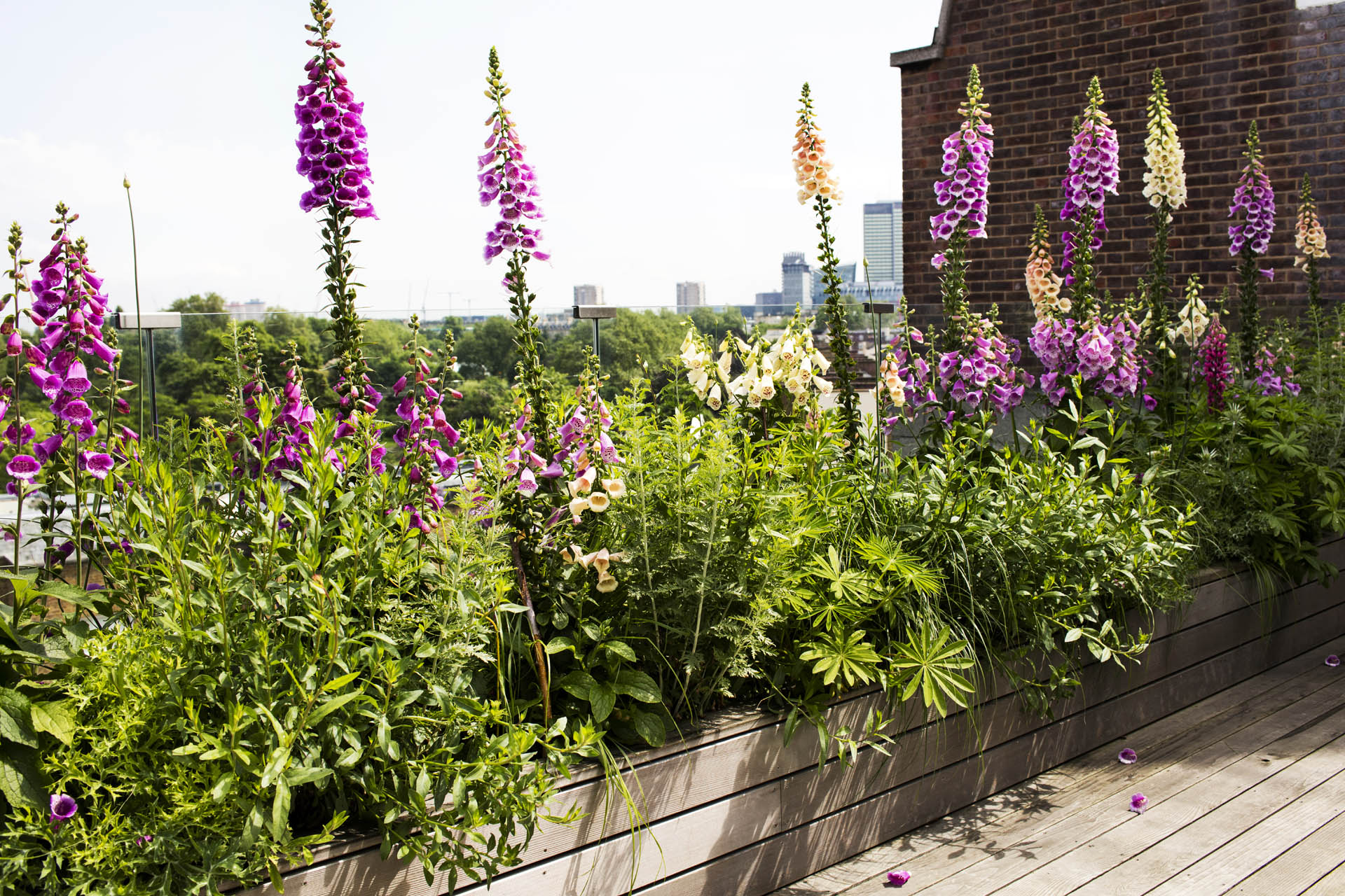 Regent’s Park Garden Design