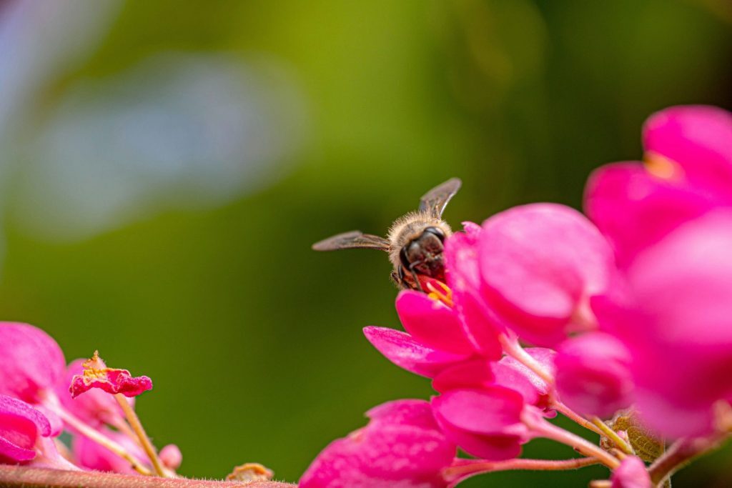 How To Attract Bees To Your Garden