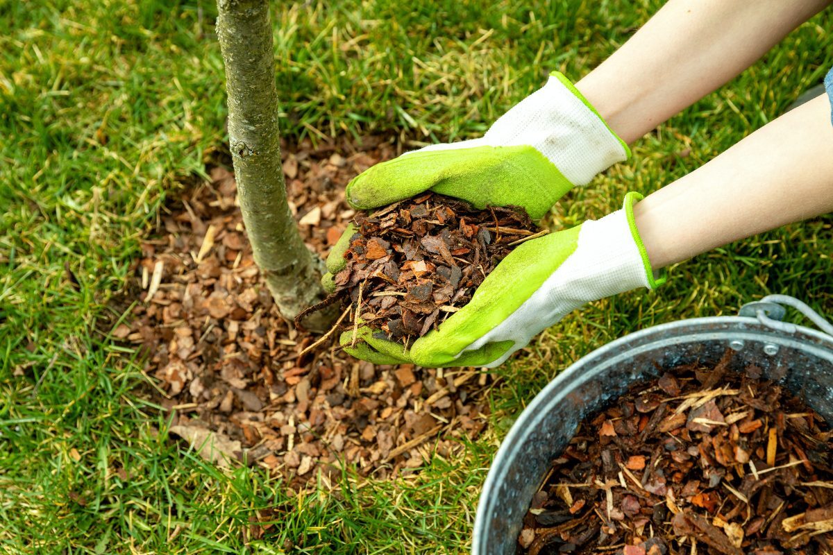 The Benefits of Mulching