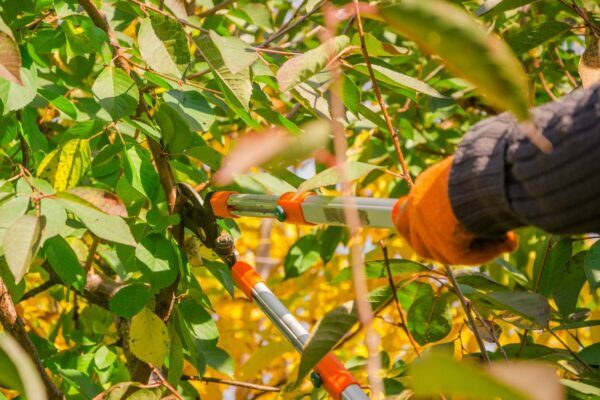 A Short Guide to Winter Pruning for Fruit Trees.