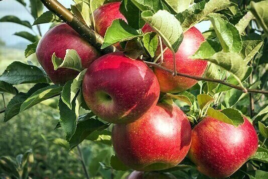 how to grow fruit trees