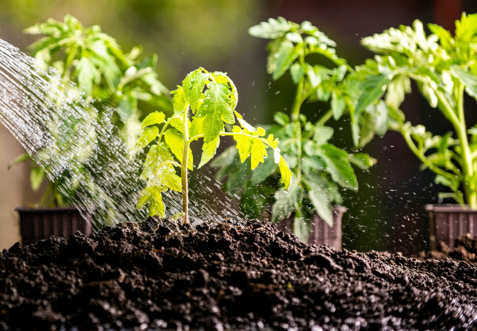 The Importance of Irrigation in London Gardens, Terraces and Planters - Town & Country Gardens