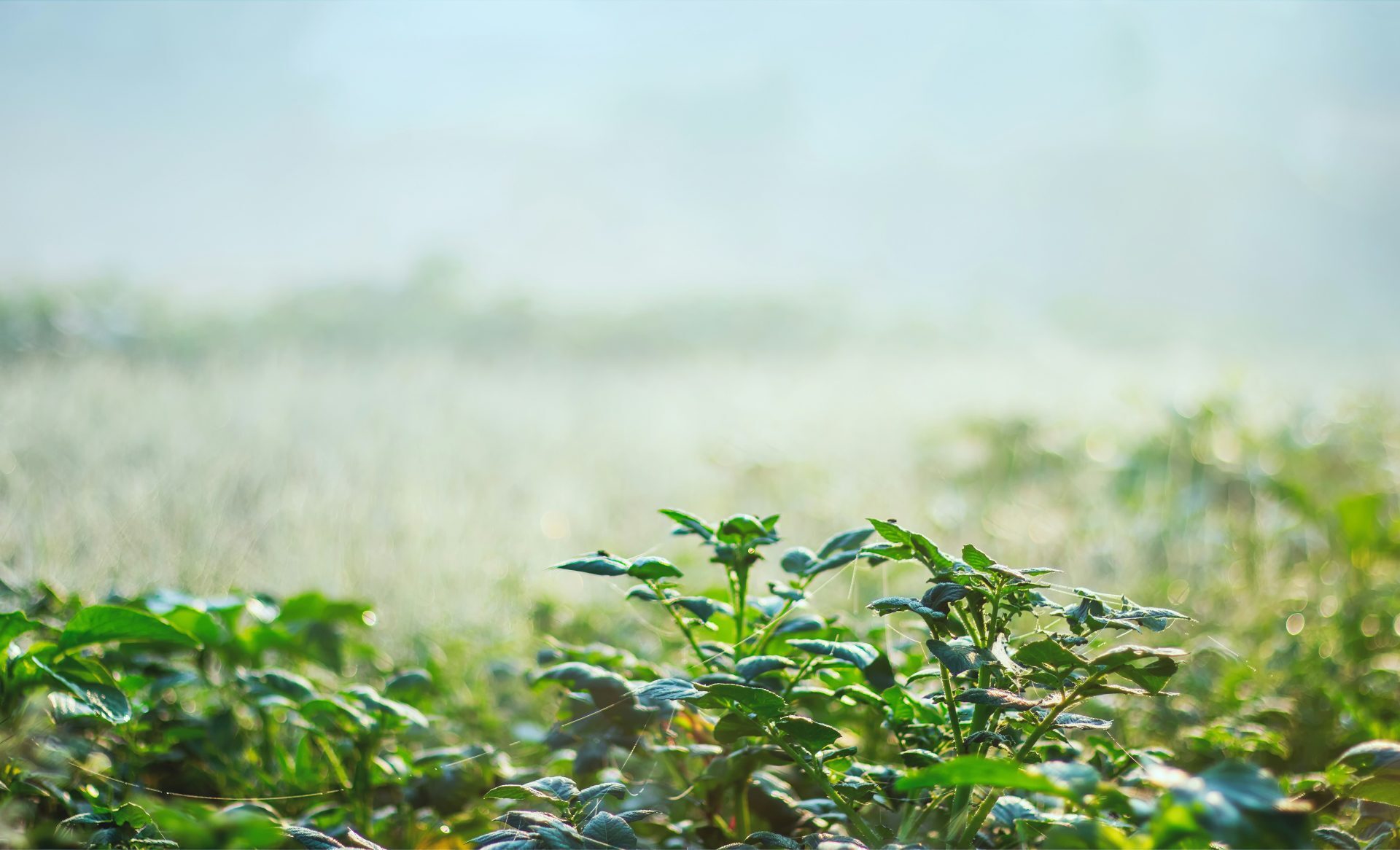 The Importance of Irrigation in London Gardens, Terraces and Planters