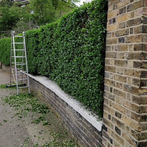 Hedge-cutting and shaping