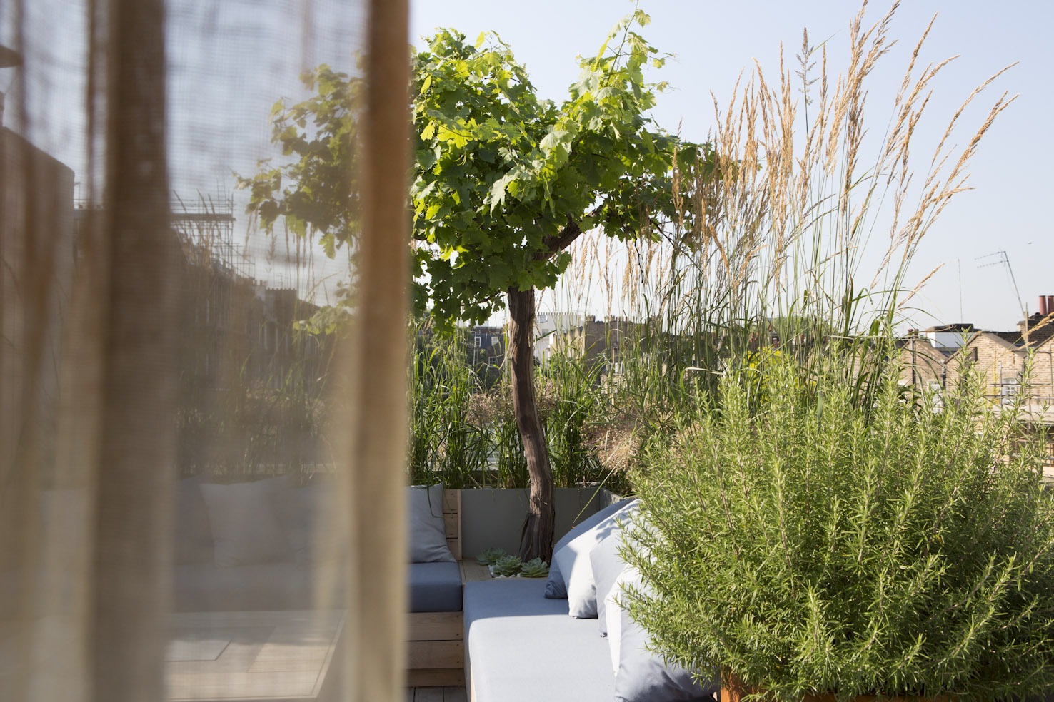 Tree in London garden