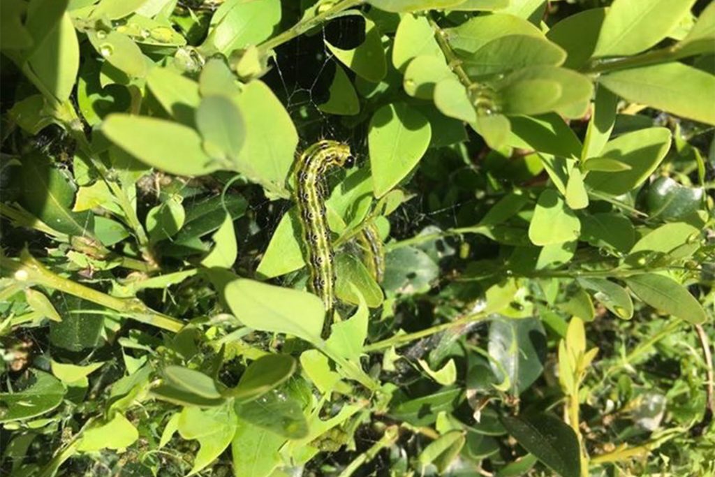 Box tree caterpillar