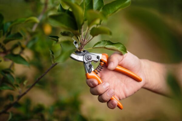 Spring Pruning