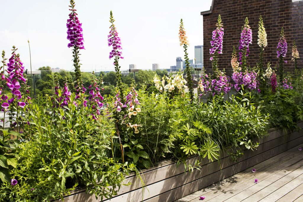 Regent’s Park Garden Design