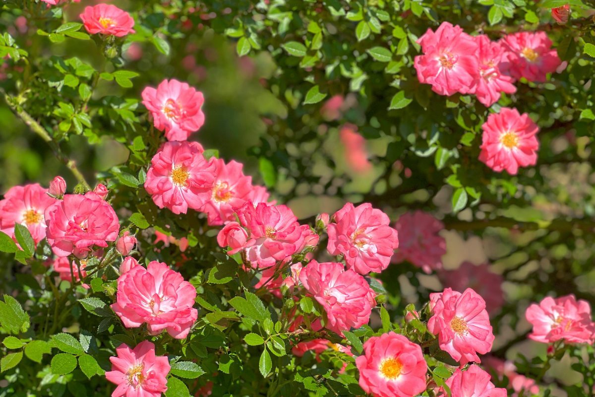 Rambling & Climbing Roses