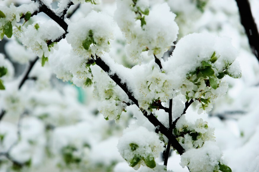 Winter Garden Care in London: Pruning, Cleaning, and Soil Improvement