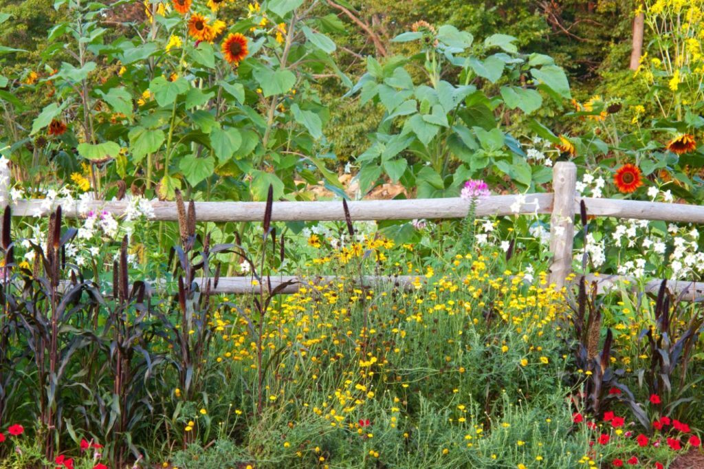 Growing Herbaceous Perennials