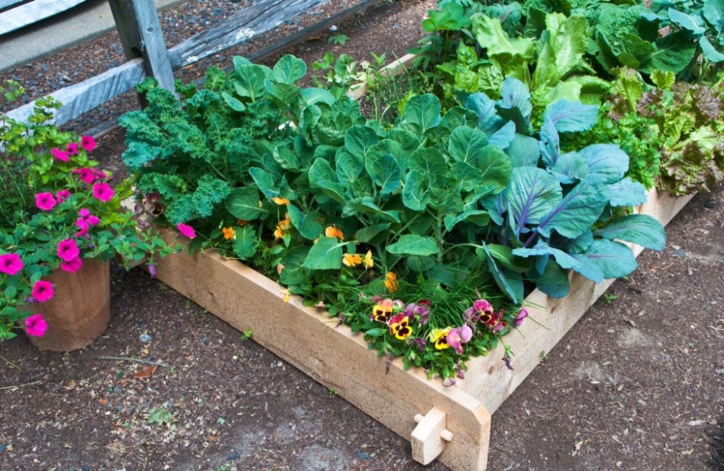 How to improve garden soil, in your plant bead with colourful flowers
