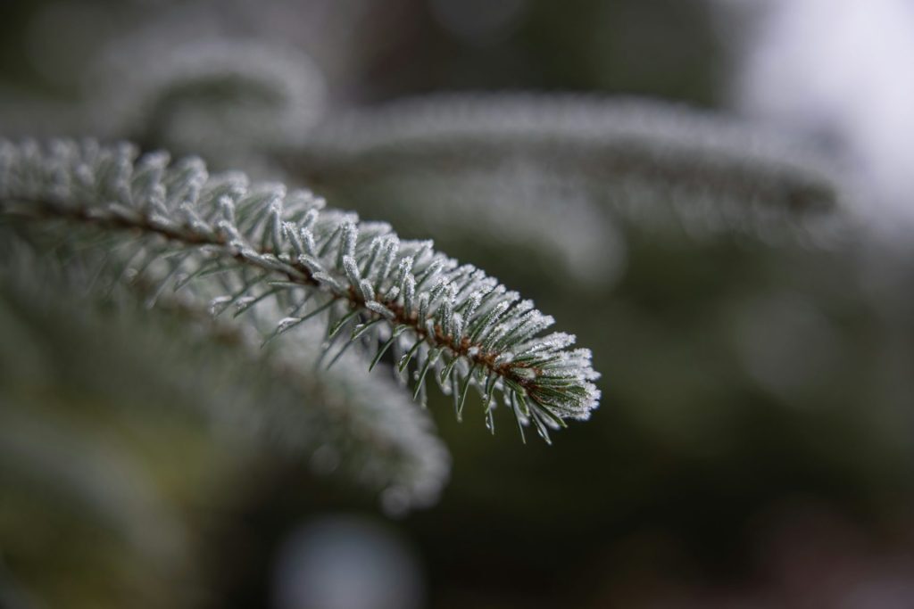 winter planting London gardens - Town & Country Gardens
